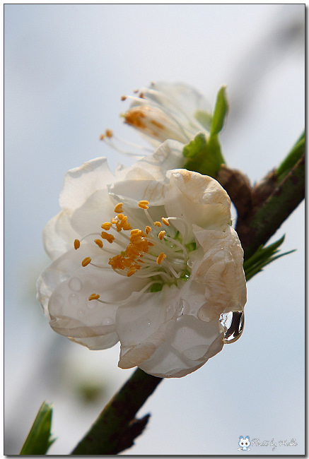 白色重瓣桃花