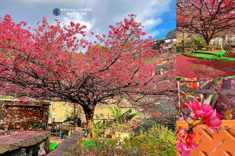 屏東景點┃霧台一日遊:櫻花王、神山愛玉、小米甜甜圈、原住民美食,入山需證件管制站登記 - 第75張圖 屏東霧台櫻花王
