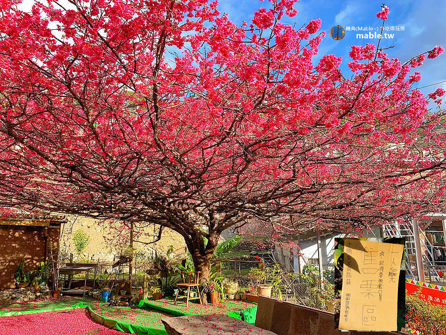 屏東景點┃霧台一日遊:櫻花王、神山愛玉、小米甜甜圈、原住民美食,入山需證件管制站登記 - 第74張圖 屏東霧台櫻花王